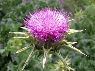 Od tikve do travarice kraljice - lufa za higijenu, sikavica za jetru Od tikve do travarice kraljice - lufa za higijenu, sikavica za jetru