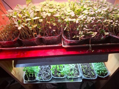 Od vrta na krovu u centru Zagreba do uzgoja povrća u krškom tlu Gorskog kotara