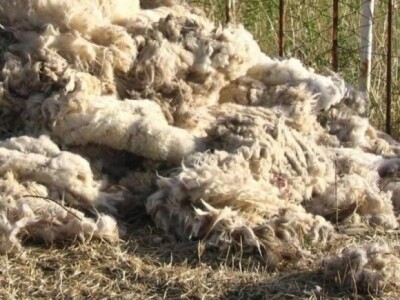 Odbačena ovčja vuna