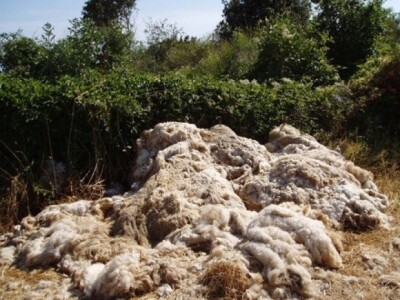 Ovčja vuna odbačena u prirodi