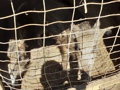 Odbor za  poljoprivredu o veterinarstvu