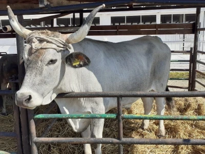 Odbor za  poljoprivredu o veterinarstvu