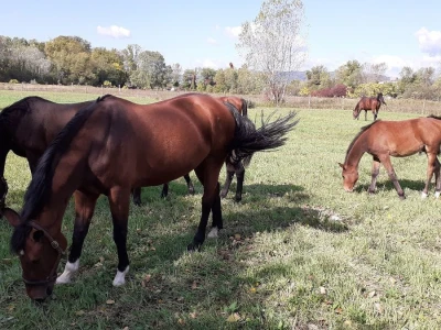 Odbor za  poljoprivredu o veterinarstvu
