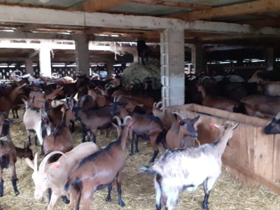 Odbor za  poljoprivredu o veterinarstvu