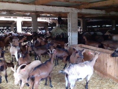 Odbor za  poljoprivredu o veterinarstvu Odbor za  poljoprivredu o veterinarstvu