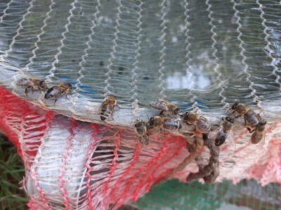 Odbor za poljoprivredu u Sloveniji