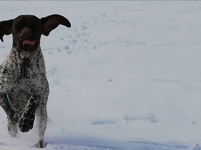 Odgajivačnica pasa "Von Haus Moravac"