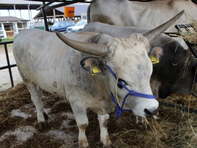 Odlična posjeta Gudovca u subotu