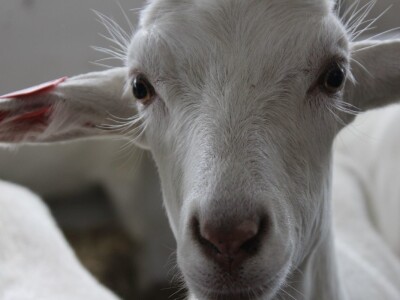 Odlična posjeta Gudovca u subotu