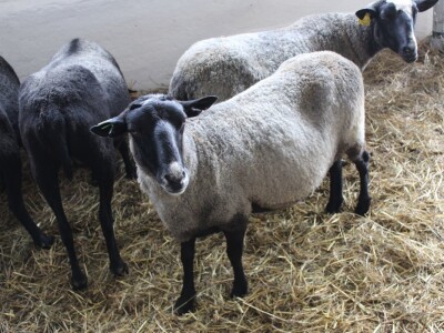 Odlična posjeta Gudovca u subotu