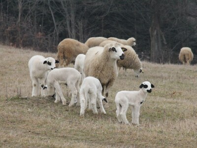 Odlični preduslovi za ovčarstvo