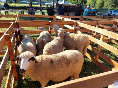 Odlični preduslovi za ovčarstvo