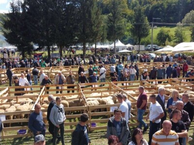 Odlični preduslovi za ovčarstvo