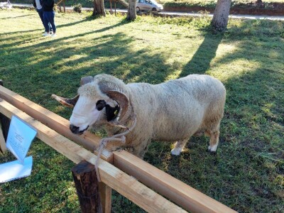 Odlični preduslovi za ovčarstvo