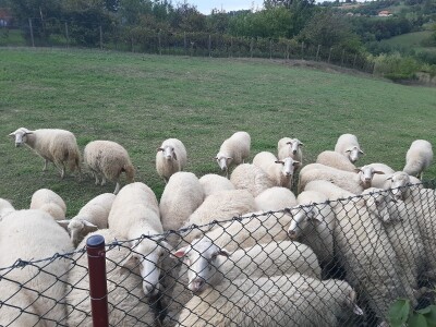 Odlični preduslovi za ovčarstvo
