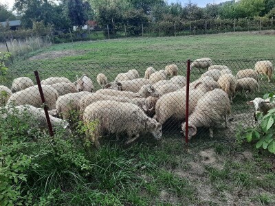 Odlični preduslovi za ovčarstvo
