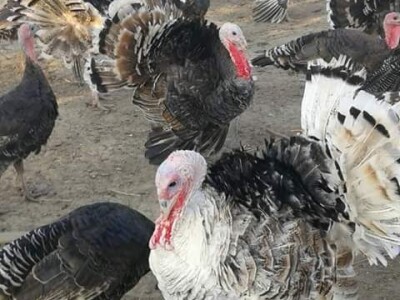 „Odobrena nam je potpora od 25 000 kuna, a na kraju nismo dobili niti lipu!“