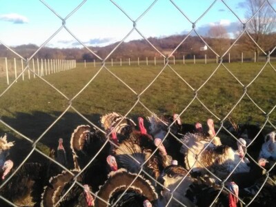 „Odobrena nam je potpora od 25 000 kuna, a na kraju nismo dobili niti lipu!“