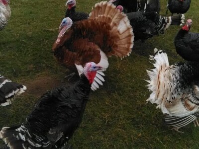 „Odobrena nam je potpora od 25 000 kuna, a na kraju nismo dobili niti lipu!“