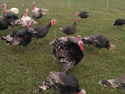 „Odobrena nam je potpora od 25 000 kuna, a na kraju nismo dobili niti lipu!“