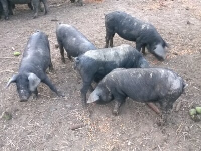 Robert Bujan, uzgajivač fajferica iz Draganića