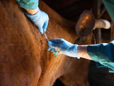 Određeni bedrenički distrikti