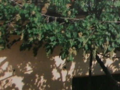 Starohrvatska belina na rodnoj kući Ljudevita Gaja