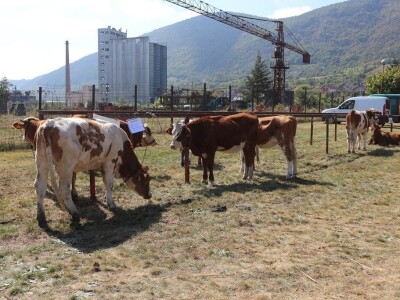 Održan čuveni rogatički sajam