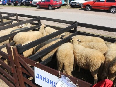Održan čuveni rogatički sajam