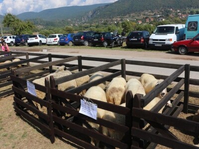 Održan čuveni rogatički sajam