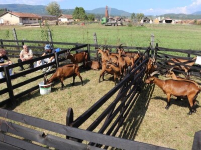 Održan čuveni rogatički sajam