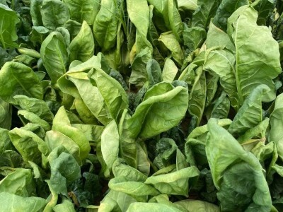 odrzvanje proizvodnje zimski period