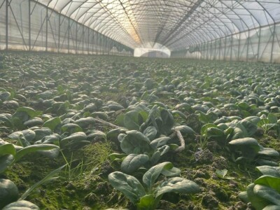 odrzvanje proizvodnje zimski period