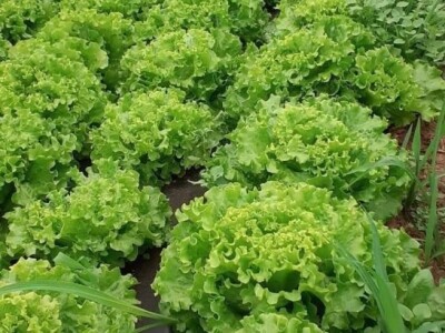 odrzvanje proizvodnje zimski period