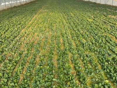 odrzvanje proizvodnje zimski period