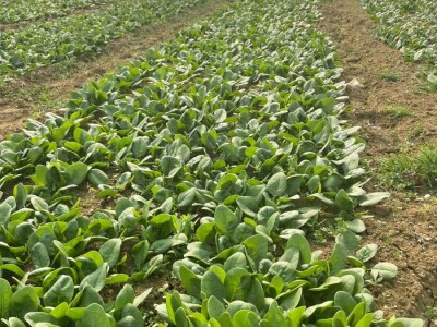 odrzvanje proizvodnje zimski period