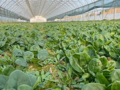 odrzvanje proizvodnje zimski period