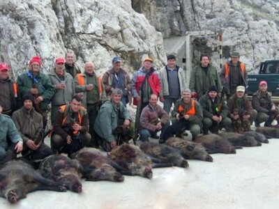 Odstrel divljih svinja na otoku Krku