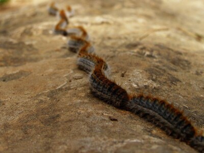 Oduševljeni mali i veliki istraživanjem kukaca u prirodi