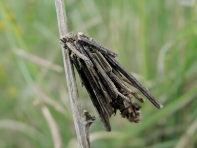 Oduševljeni mali i veliki istraživanjem kukaca u prirodi