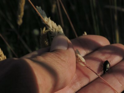 Oduševljeni mali i veliki istraživanjem kukaca u prirodi