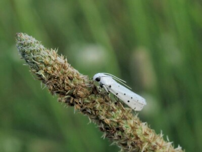 Oduševljeni mali i veliki istraživanjem kukaca u prirodi