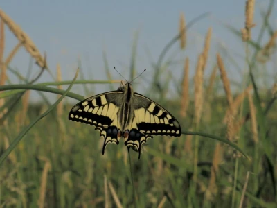 Oduševljeni mali i veliki istraživanjem kukaca u prirodi