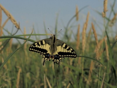 Oduševljeni mali i veliki istraživanjem kukaca u prirodi