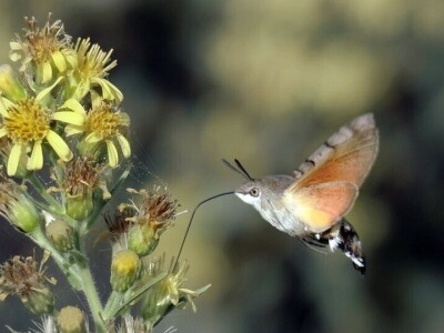 Oduševljeni mali i veliki istraživanjem kukaca u prirodi