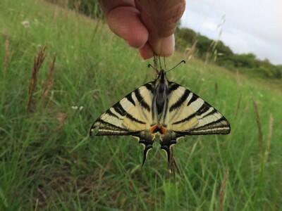 Oduševljeni mali i veliki istraživanjem kukaca u prirodi