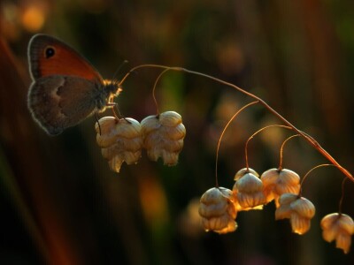 Oduševljeni mali i veliki istraživanjem kukaca u prirodi