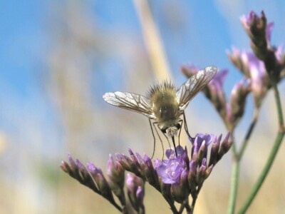 Oduševljeni mali i veliki istraživanjem kukaca u prirodi