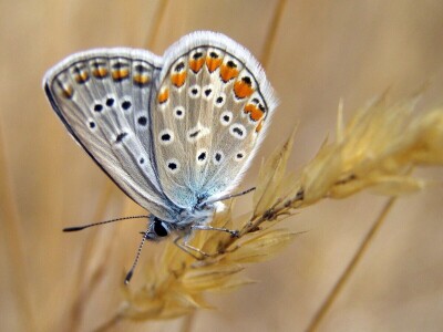 Oduševljeni mali i veliki istraživanjem kukaca u prirodi