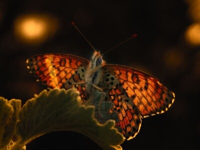 Oduševljeni mali i veliki istraživanjem kukaca u prirodi